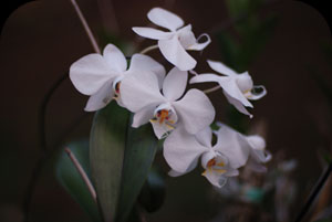 Philippine Flora & Fauna