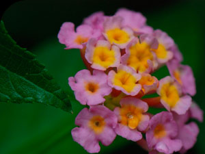 Coastal Flora